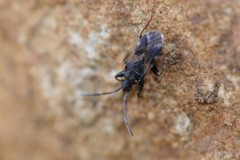 Taphropeltus contractus