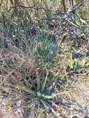 Agave difformis