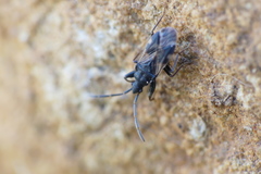 Taphropeltus contractus