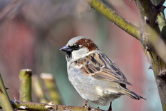Passer domesticus