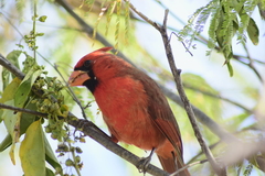 Cardinalis cardinalis mariae