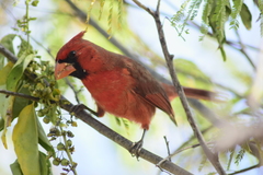 Cardinalis cardinalis mariae