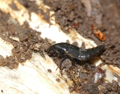 Quedius lateralis