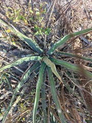 Agave difformis