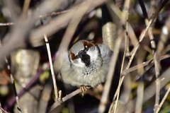 Passer domesticus