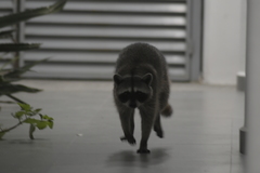 Procyon lotor insularis
