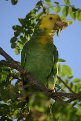 Amazona oratrix tresmariae