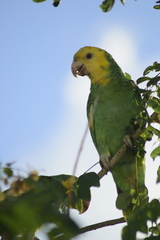 Amazona oratrix tresmariae