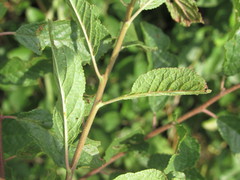 Prunus spinosa dasyphylla