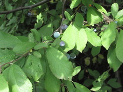 Prunus spinosa dasyphylla