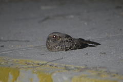 Nyctidromus albicollis insularis