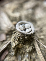 Cyathus olla
