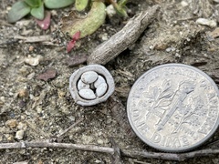 Cyathus olla