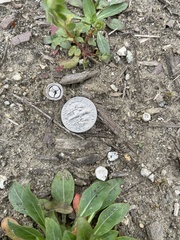 Cyathus olla