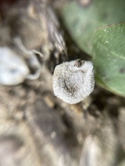 Cyathus olla