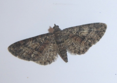 Eupithecia cocciferata