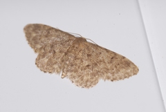 Idaea blaesii