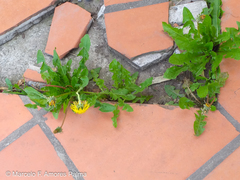 Taraxacum officinale