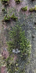 Cryphaea heteromalla