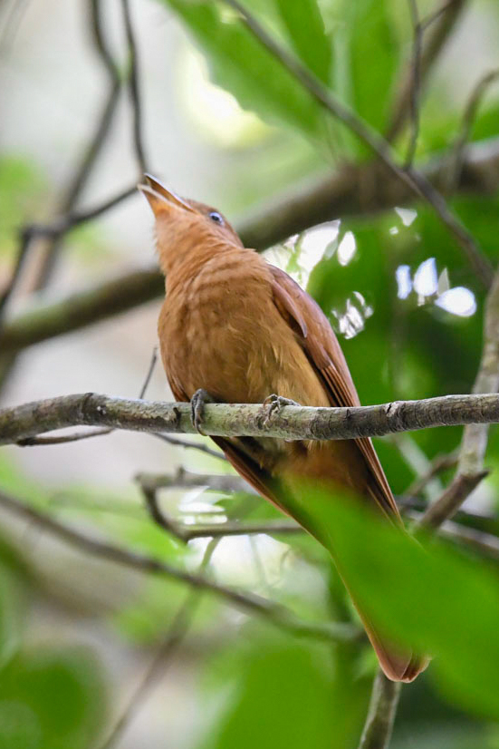 Rufous Piha (Lipaugus unirufus), photo 10