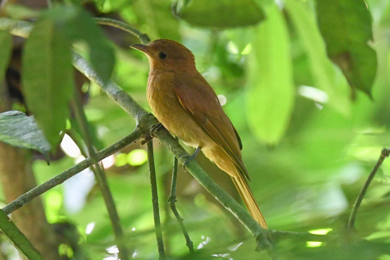 Rufous Piha (Lipaugus unirufus), photo 9
