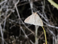Theria rupicapraria