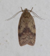 Oligoloba severa