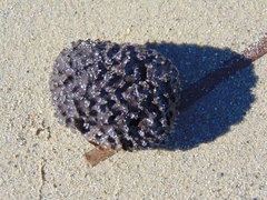Irciniidae