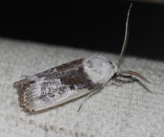 Cryptophasa albacosta