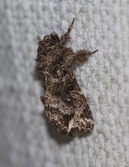 Callopistria rivularis