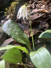 Erythronium multiscapideum