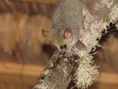 Microcebus murinus