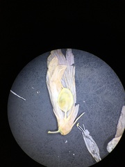 Trifolium dedeckerae