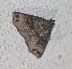 Lithilaria proestans