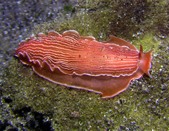 Dermatobranchus rubidus