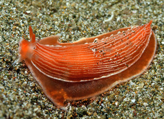 Dermatobranchus rubidus