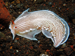 Dermatobranchus rubidus