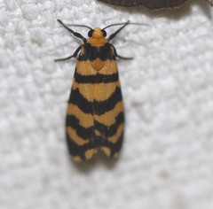 Scaptesyle equidistans