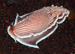 Dermatobranchus rubidus