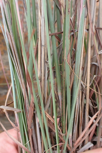 Schizachyrium sanguineum
