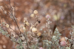 Atriplex vesicaria