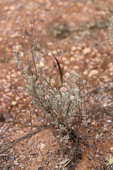 Atriplex vesicaria