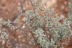 Atriplex vesicaria