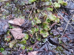 Marchantia polymorpha montivagans