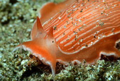 Dermatobranchus rubidus