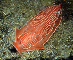 Dermatobranchus rubidus