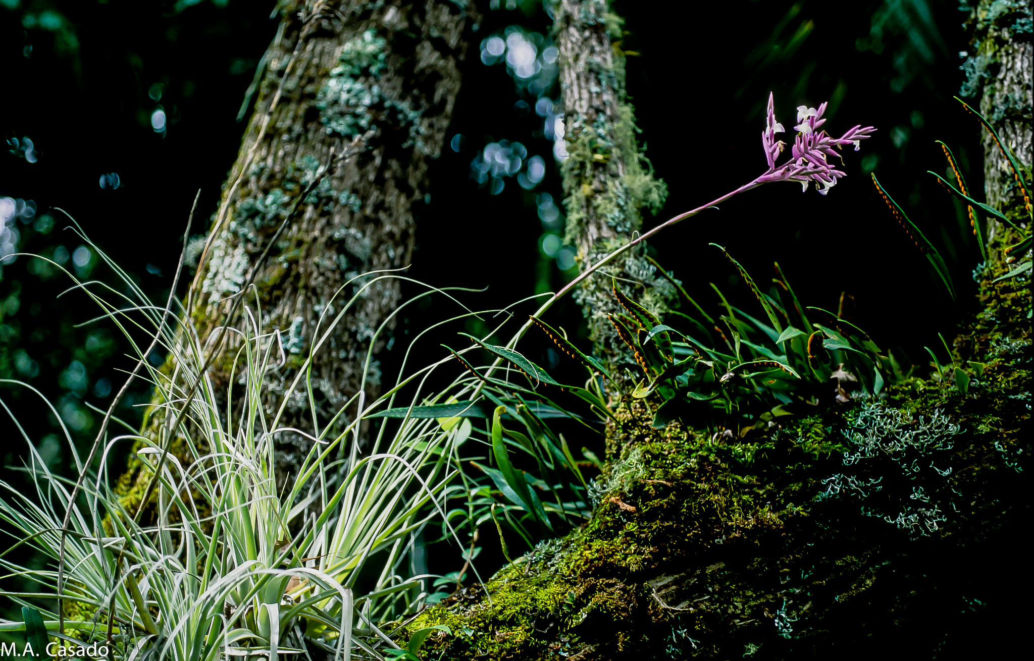 Tillandsia image