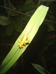 Arachnocephalus vestitus