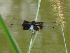 Thermorthemis madagascariensis