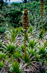 Puya nitida